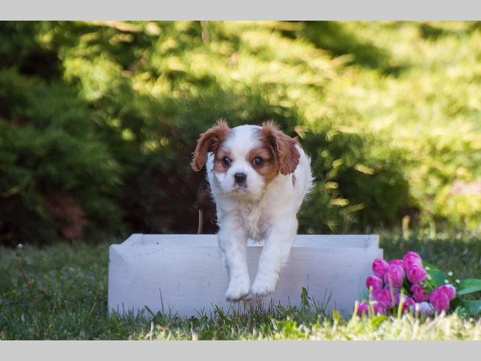 cavalier king charles španiel štenci besplatni mali oglasi