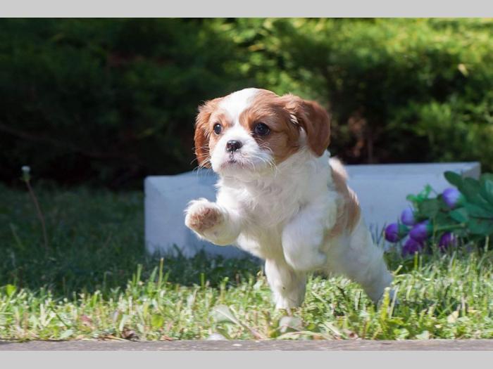 cavalier king charles španiel štenci besplatni mali oglasi