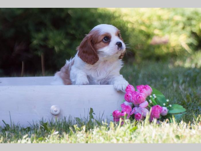 cavalier king charles španiel štenci besplatni mali oglasi