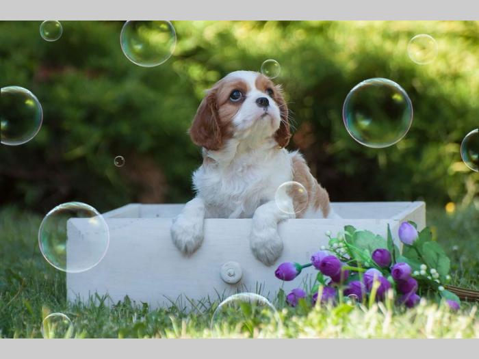 cavalier king charles španiel štenci besplatni mali oglasi