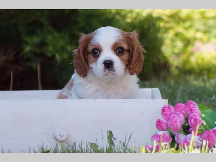 cavalier king charles španiel štenci besplatni mali oglasi