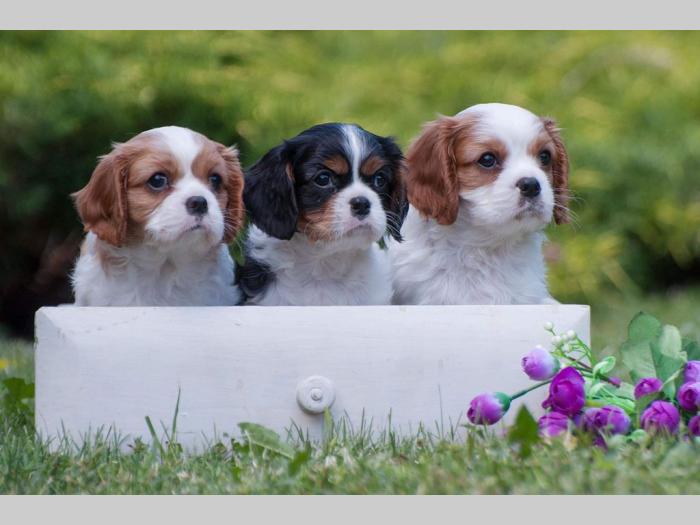 cavalier king charles španiel štenci besplatni mali oglasi