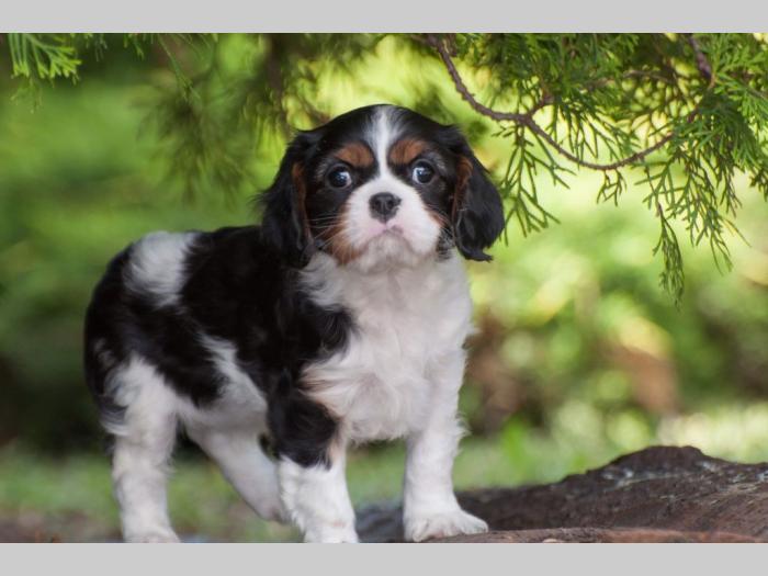cavalier king charles španiel štenci besplatni mali oglasi