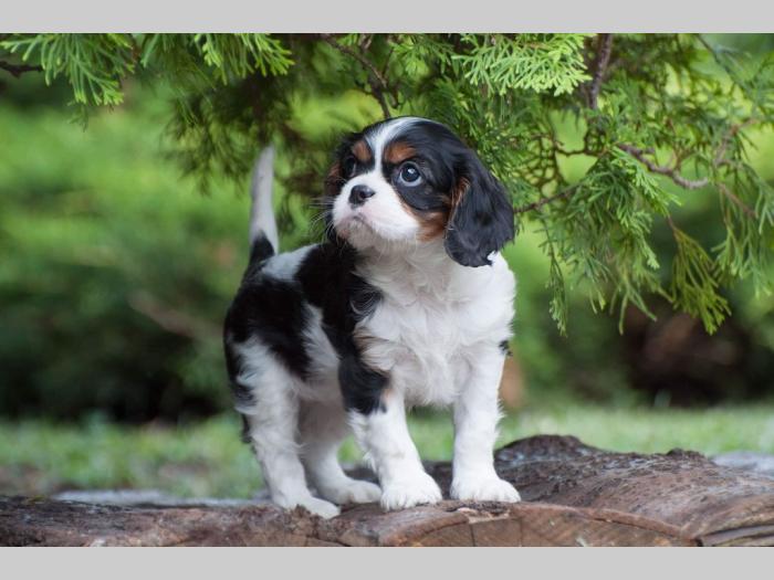 cavalier king charles španiel štenci besplatni mali oglasi
