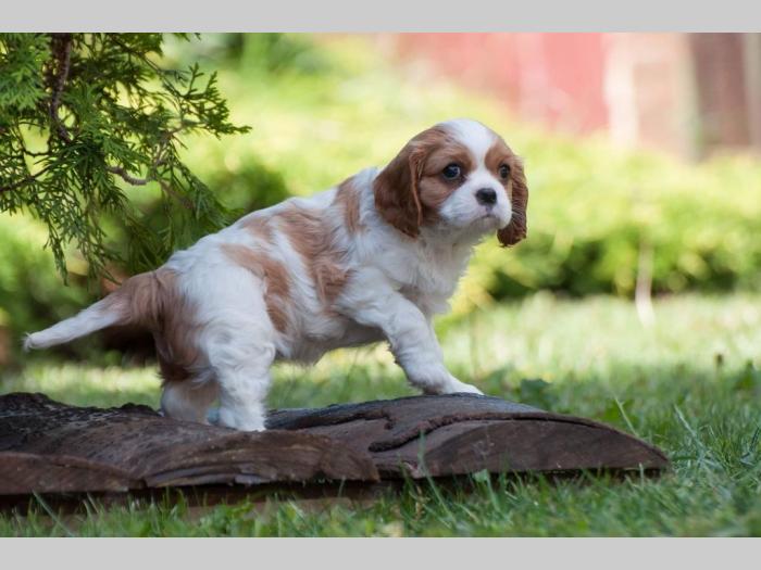 cavalier king charles španiel štenci besplatni mali oglasi