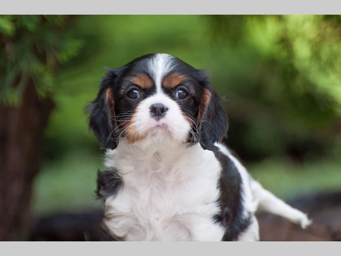 cavalier king charles španiel štenci besplatni mali oglasi