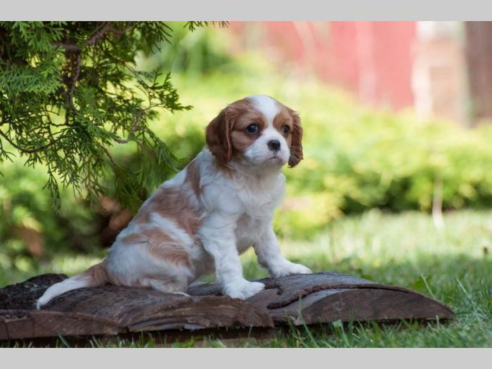 cavalier king charles španiel štenci besplatni mali oglasi