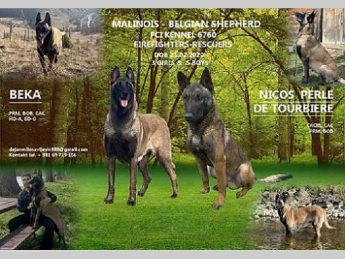 belgijski ovčar malinoa, prelepe ženkice besplatni mali oglasi