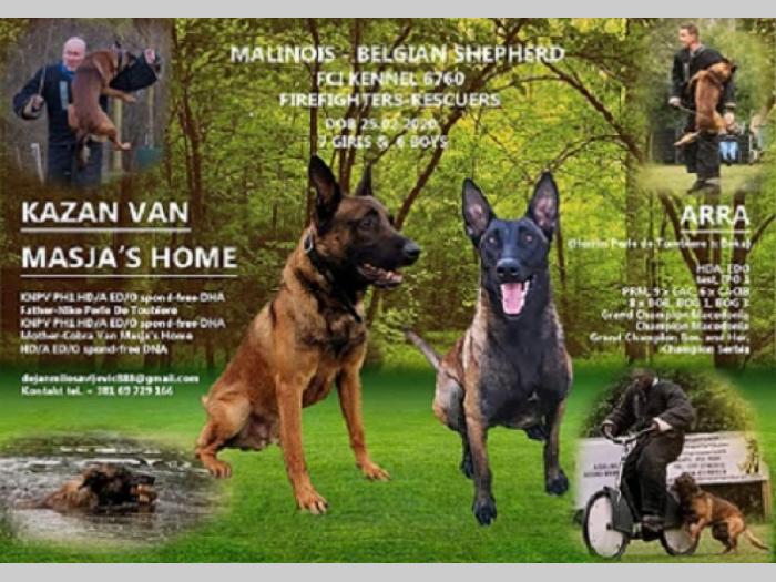 belgijski ovčar malinoa, prelepe ženkice besplatni mali oglasi