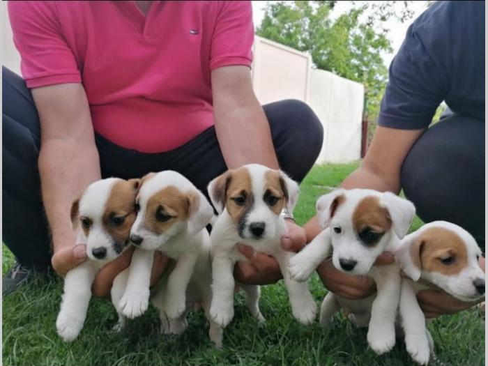 jack russel terijer štenci besplatni mali oglasi