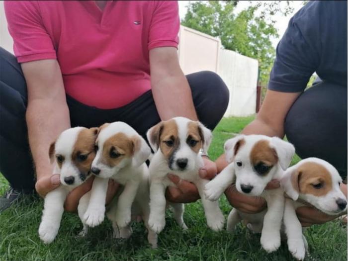 jack russel terijer štenci besplatni mali oglasi
