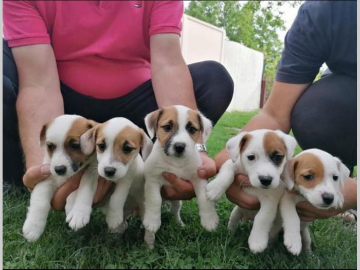 jack russel terijer štenci besplatni mali oglasi