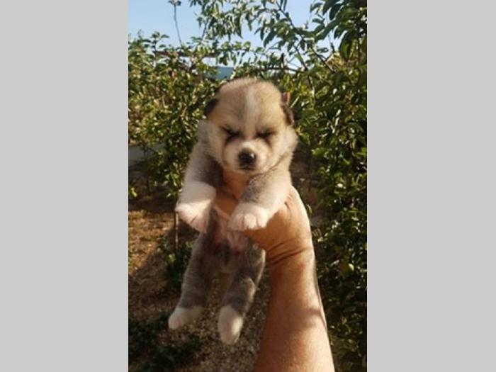 akita inu besplatni mali oglasi