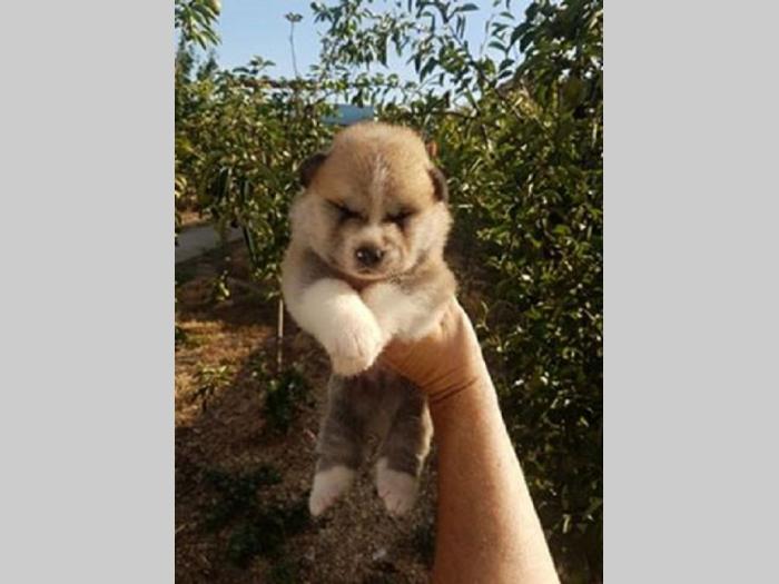 akita inu besplatni mali oglasi