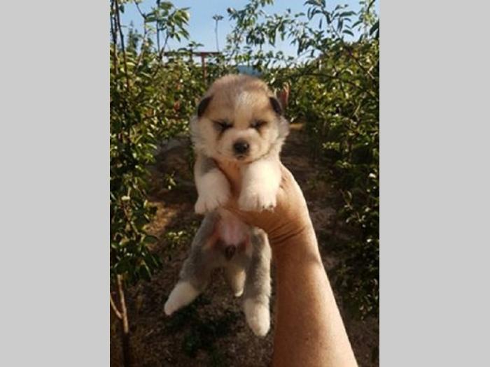 akita inu besplatni mali oglasi