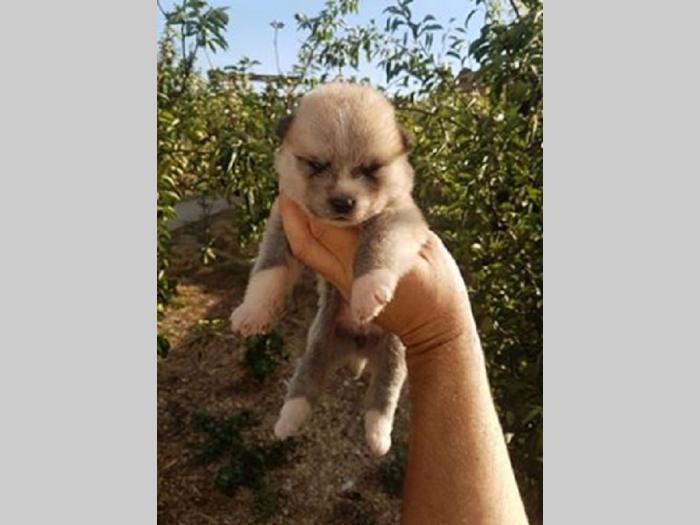 akita inu besplatni mali oglasi