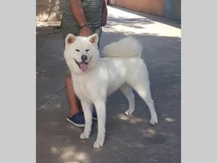 akita inu besplatni mali oglasi