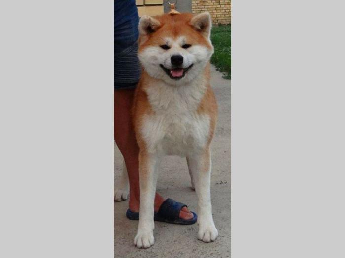 akita inu besplatni mali oglasi