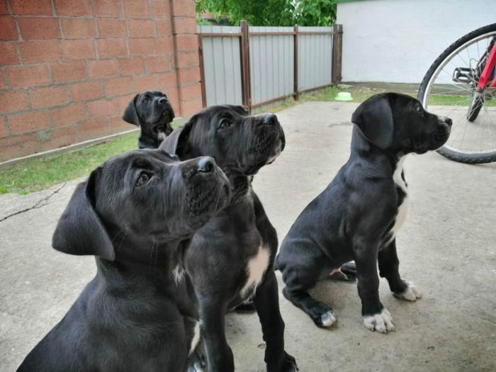 preslatki, napredni štenci cane corso besplatni mali oglasi