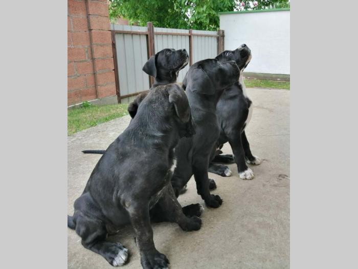 preslatki, napredni štenci cane corso besplatni mali oglasi