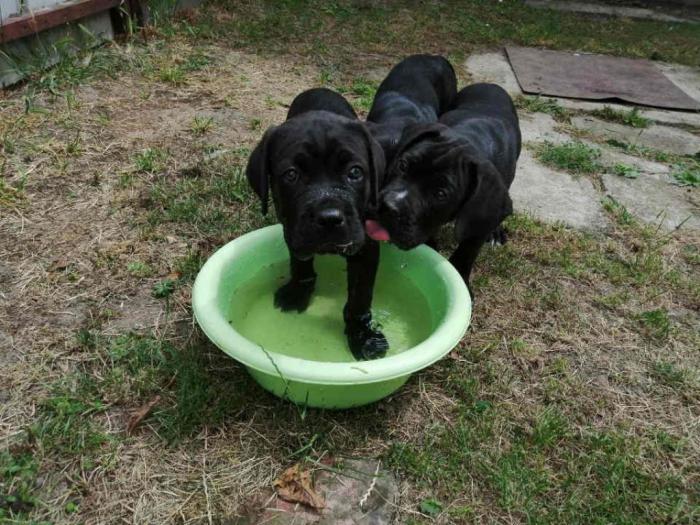 preslatki, napredni štenci cane corso besplatni mali oglasi