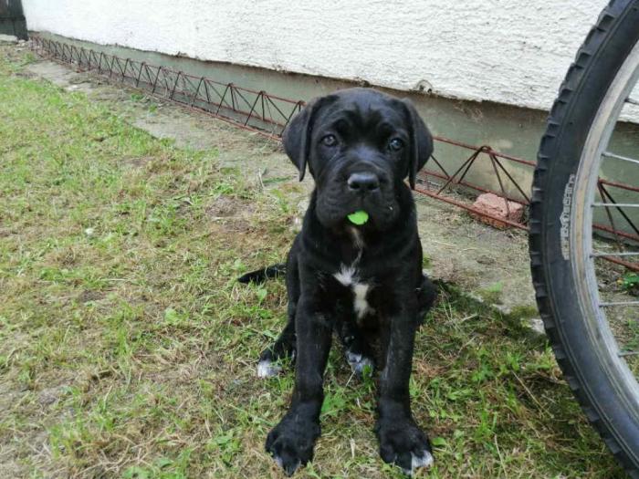preslatki, napredni štenci cane corso besplatni mali oglasi