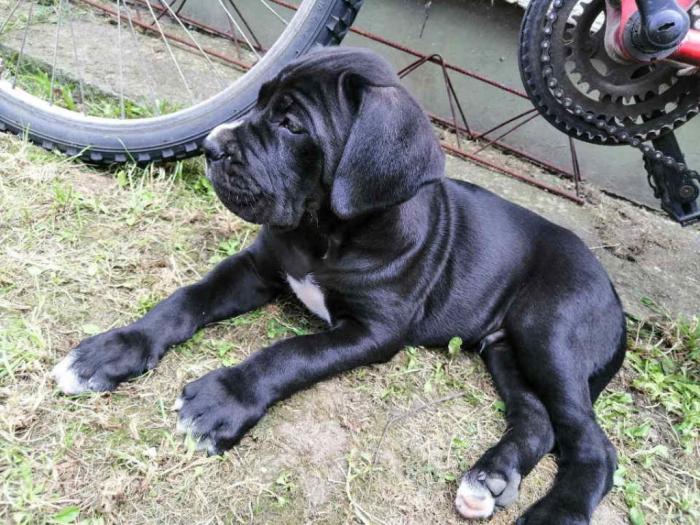 preslatki, napredni štenci cane corso besplatni mali oglasi