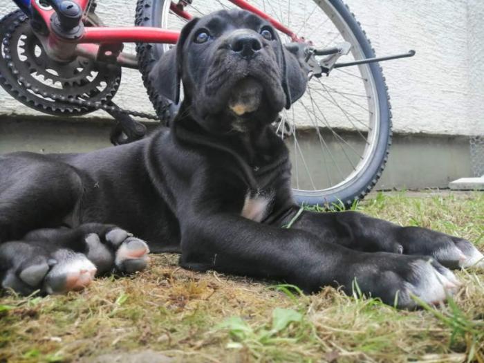 preslatki, napredni štenci cane corso besplatni mali oglasi