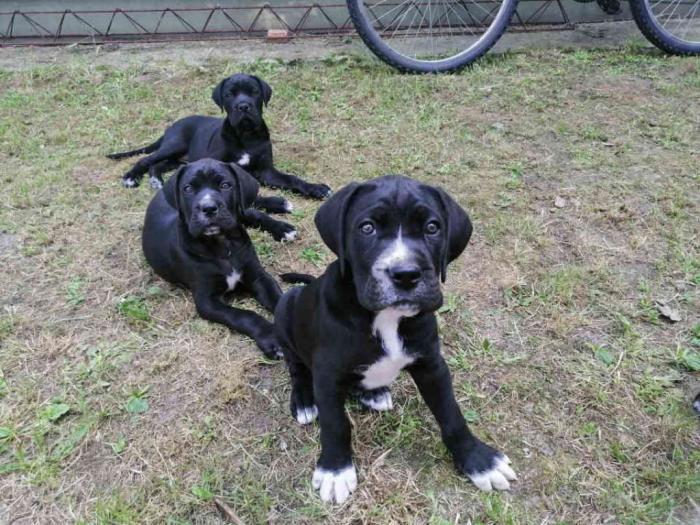 preslatki, napredni štenci cane corso besplatni mali oglasi