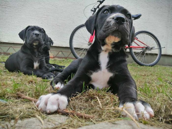 preslatki, napredni štenci cane corso besplatni mali oglasi
