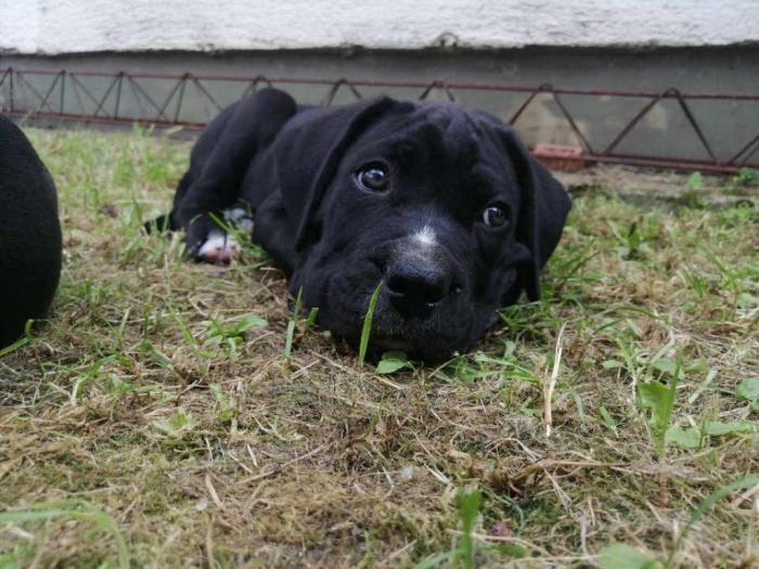 preslatki, napredni štenci cane corso besplatni mali oglasi