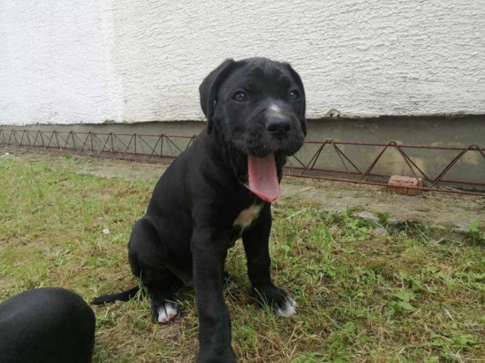 preslatki, napredni štenci cane corso besplatni mali oglasi