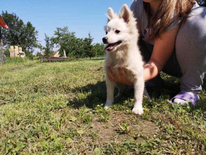 prodajem belo muško štene nemackog patuljastog špica besplatni mali oglasi