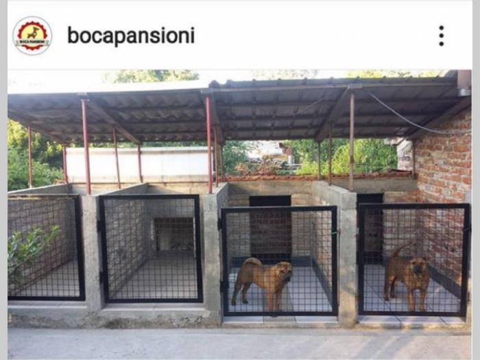 pansioni za pse boca besplatni mali oglasi