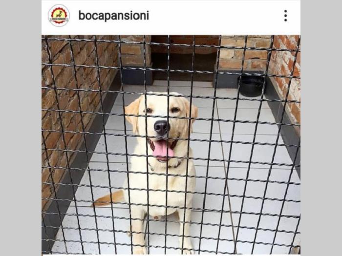 pansioni za pse boca besplatni mali oglasi