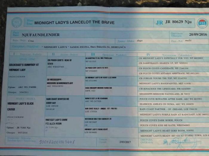 novo leglo njufaundlenda vrhunskog porekla besplatni mali oglasi
