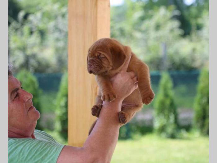 bordoške doge štenci izložbenog potencijala besplatni mali oglasi