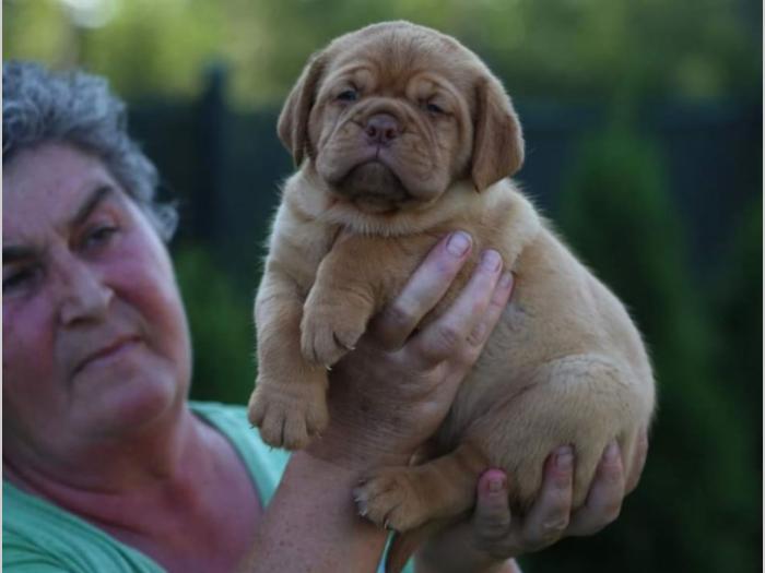 bordoške doge štenci izložbenog potencijala besplatni mali oglasi