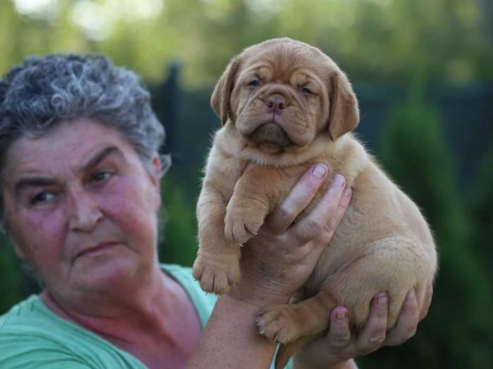 bordoške doge štenci izložbenog potencijala besplatni mali oglasi