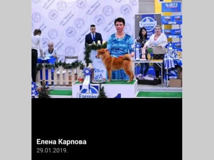šiba inu štenci besplatni mali oglasi