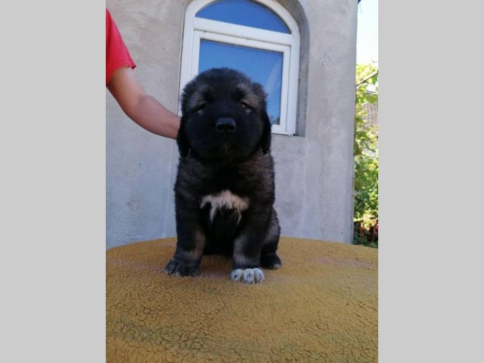 štenci kavkaskog ovčara na prodaju besplatni mali oglasi