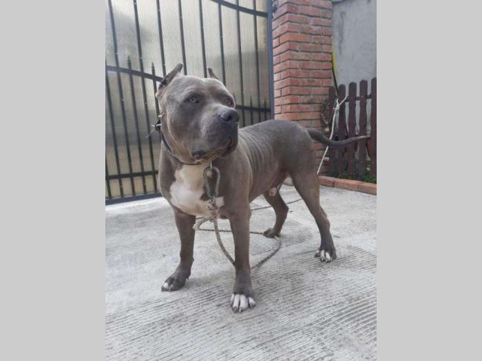 štenci pitt bull a na prodaju besplatni mali oglasi