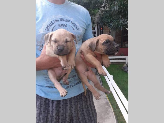 štenci pitt bull a na prodaju besplatni mali oglasi