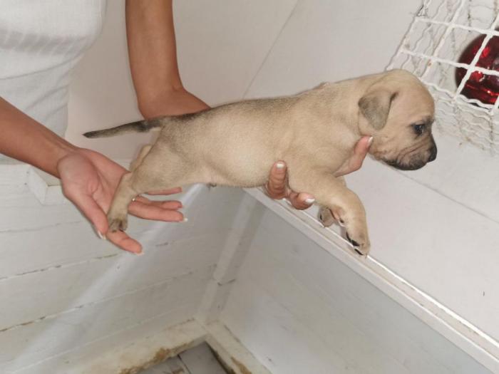 štenci pitt bull a na prodaju besplatni mali oglasi