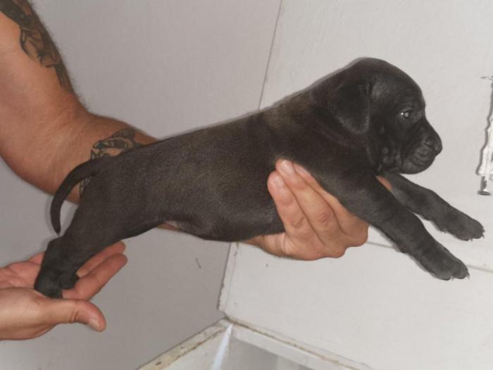štenci pitt bull a na prodaju besplatni mali oglasi