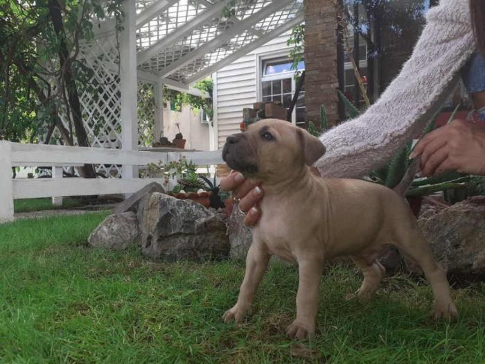 štenci pitt bull a na prodaju besplatni mali oglasi