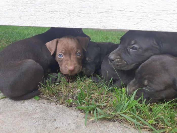 štenci pitt bull a na prodaju besplatni mali oglasi