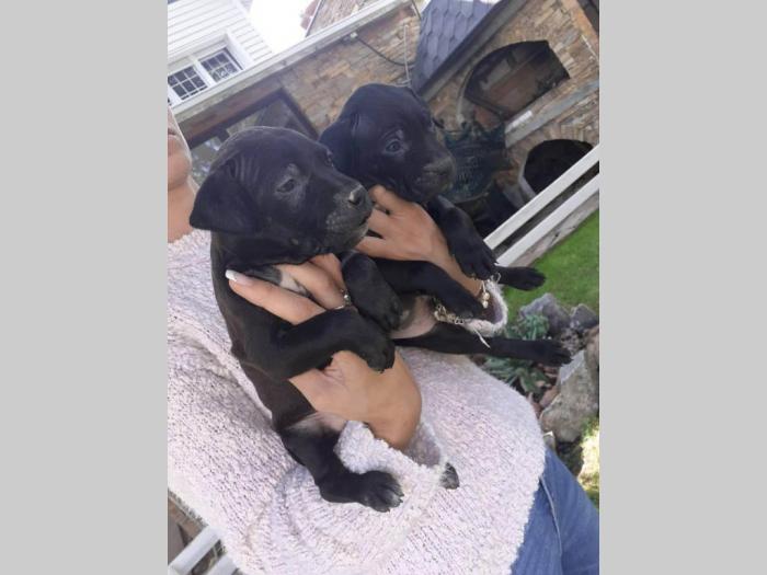 štenci pitt bull a na prodaju besplatni mali oglasi