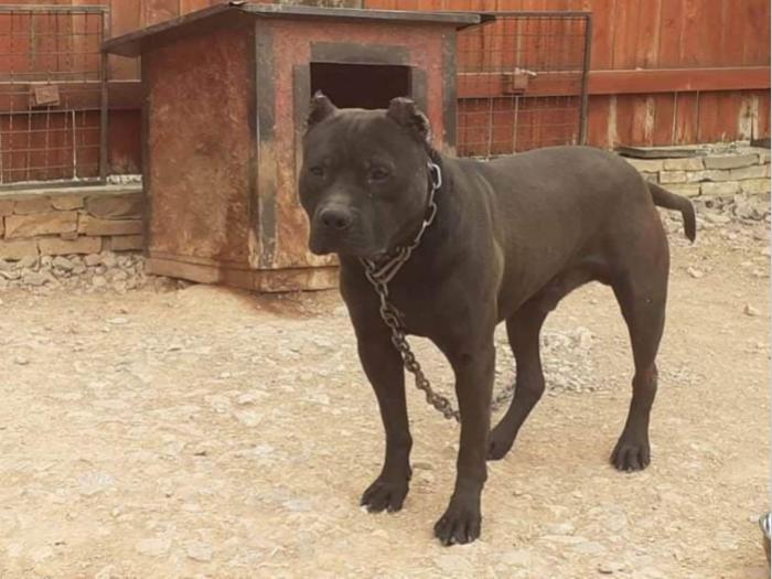 štenci pitt bull a na prodaju besplatni mali oglasi