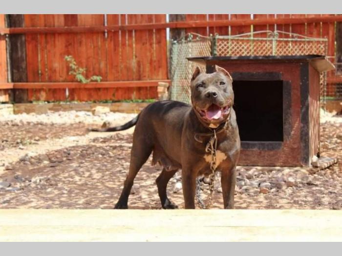 štenci pitt bull a na prodaju besplatni mali oglasi